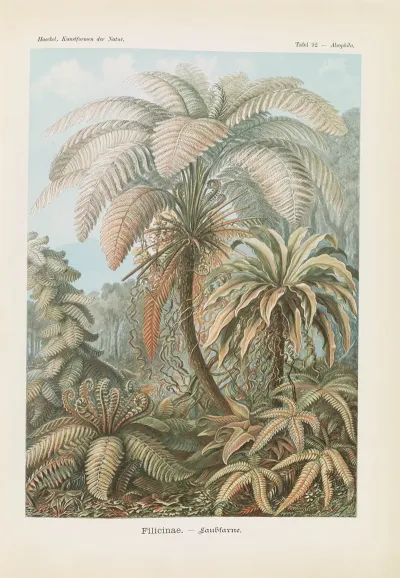 Filicinae Laubfarne 2