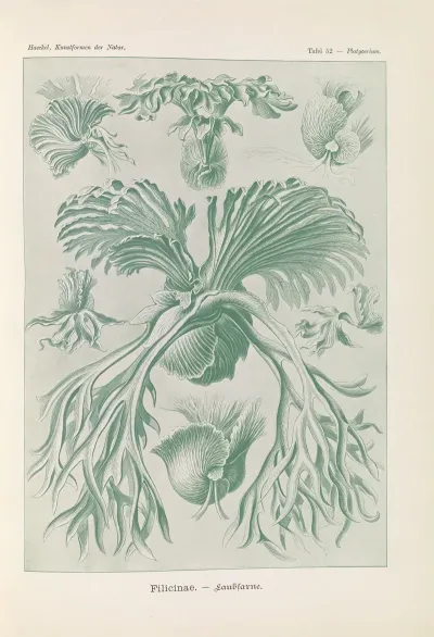 Filicinae Laubfarne