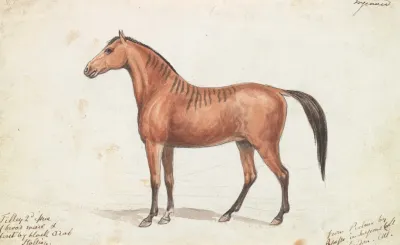 Filley Bearing Marks Of Quagga