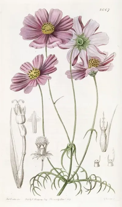Fine Leaved Cosmus