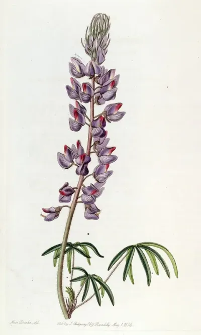 Fine Leaved Lupin