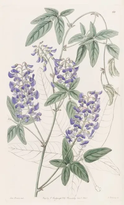 Finger Leaved Hardenbergia