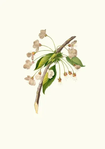 Fiore Di Ciliegio Grafione Fiore Del Ciliegio Proprio Cherry Plum Flower Mirabolano