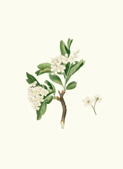 Fiore Di Lazzerolo Hawthorn Flower