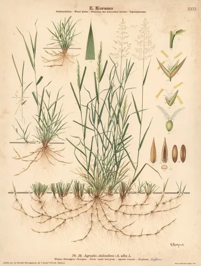 Fiorin Marsh Bent Grass