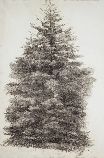 Fir Tree