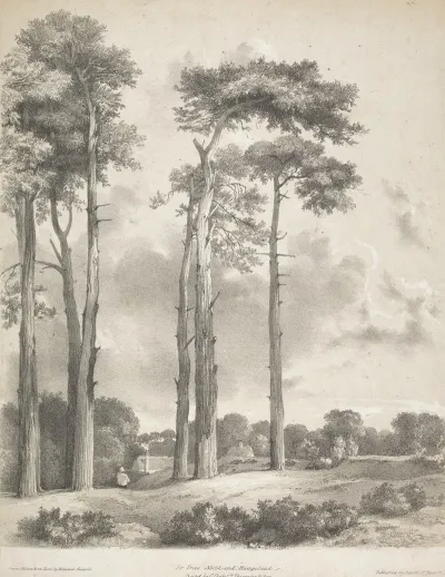 Fir Trees North End Hampstead