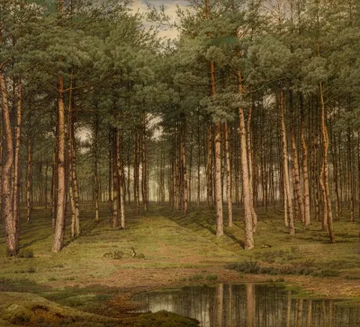 Fir Wood At Putte