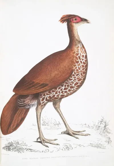 Fire Backed Crested Pheasant Hen Euplocomus Ignitus