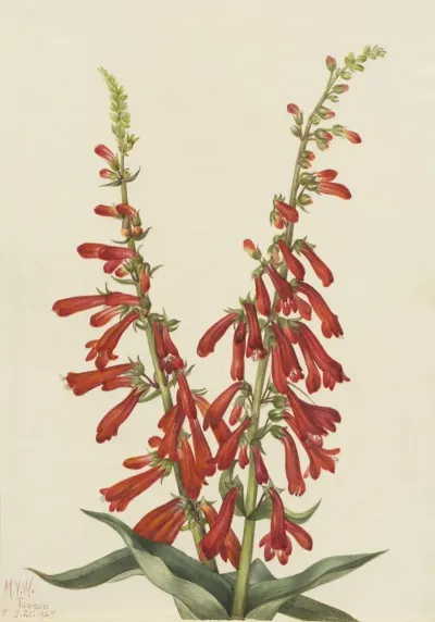 Fire Pentstemon Pentstemon Eatonii 2