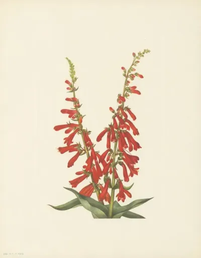 Fire Pentstemon Pentstemon Eatonii 3