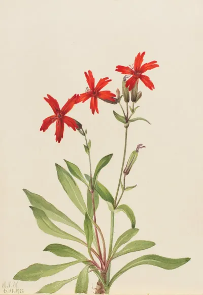 Fire Pink Silene Virginica