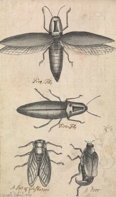 Fireflies 2