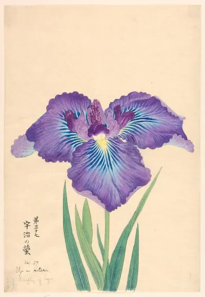 Firefly Of Ugi Uji No Hotaru