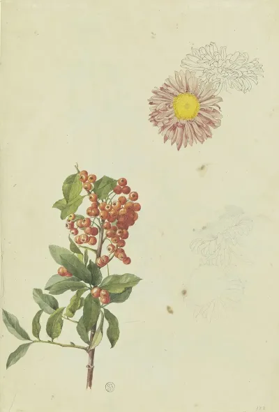 Firethorn And Chrysanthemum