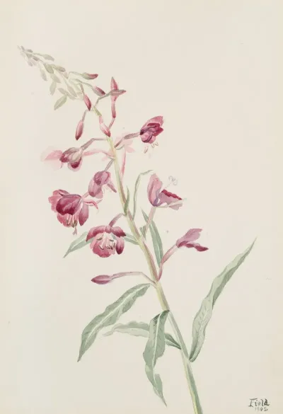 Fireweed Epilobium Angustifolium 3
