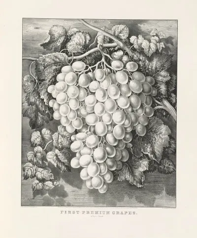 First Premium Grapes A Royal Cluster