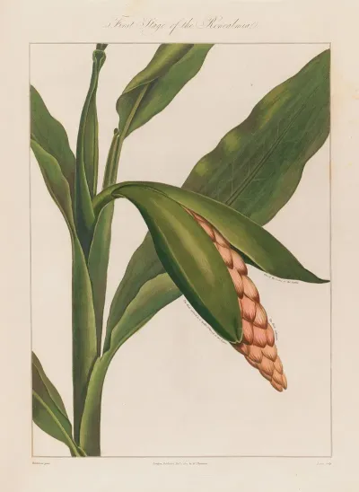 First Stage Of The Renealmia