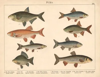 Fische A Der Blei Brachsen B Der Orf C Die Karausche D Die Plotze Rotauge E Der Rotflosser F Der Alet Schuppfisch