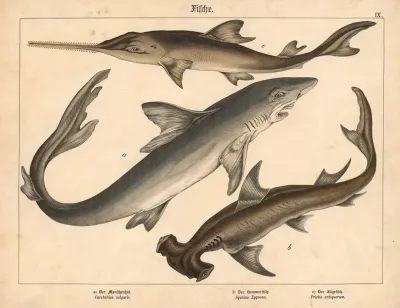 Fische A Der Menschenhai B Der Hammerfisch C Der Sagefisch