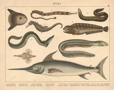 Fische A Der Mondfisch B Die Meernadel C Das Seepferdchen D Der Seedrache E Der Zitteraal F Der Gewohnliche Aal