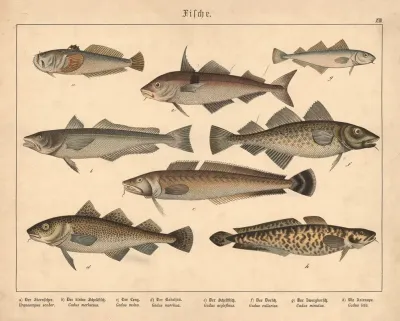Fische A Der Sternseher B Der Kleine Schellfisch C Der Leng D Der Kabeljau E Der Schellfisch F Der Dorsch