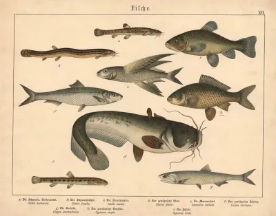 Fische A Die Schmerle Bartgrundel B Der Schlammbeisser C Die Steinschmerle D Der Gewohnliche Wels E Die Meerwachtel