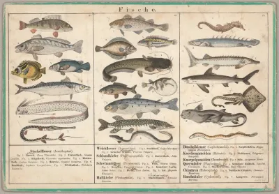 Fische