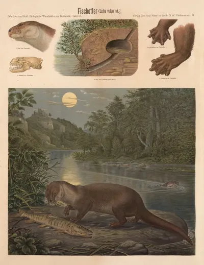 Fischotter Lutra Vulgaris