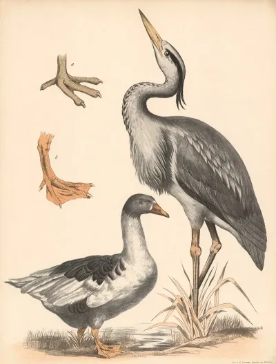 Fischreiher Ardea Cinerea Gans Anser A Watfuss Und B Schwimmfuss Vergrssert
