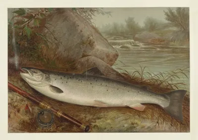 Fish 7