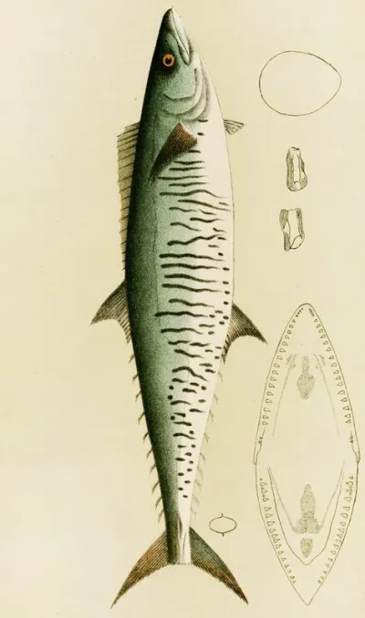 Fishes I
