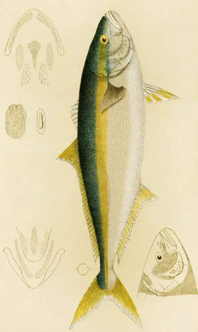 Fishes Iv