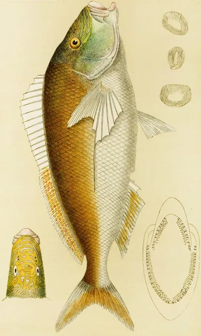 Fishes Vi