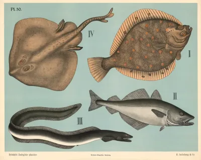 Fisk Blodfinnede Fisk 2