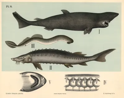 Fisk Bruskfisk