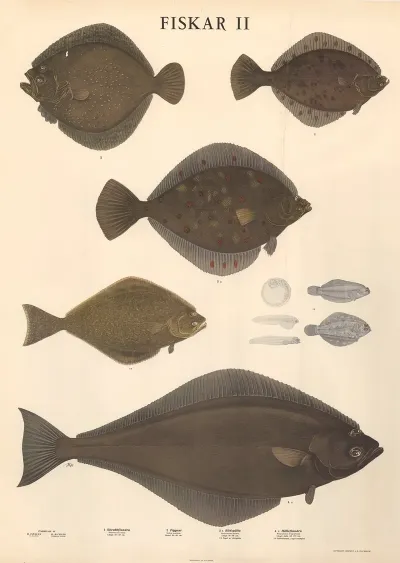 Fiskar Ii