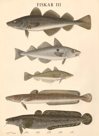 Fiskar Iii