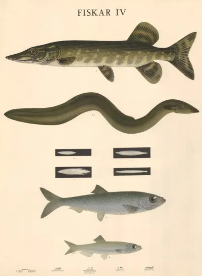 Fiskar Iv