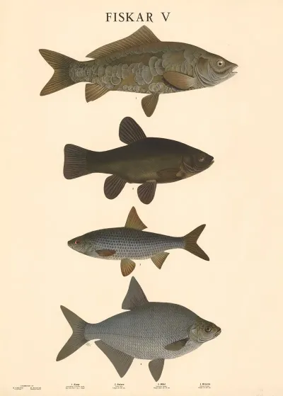 Fiskar V