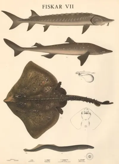 Fiskar Vii