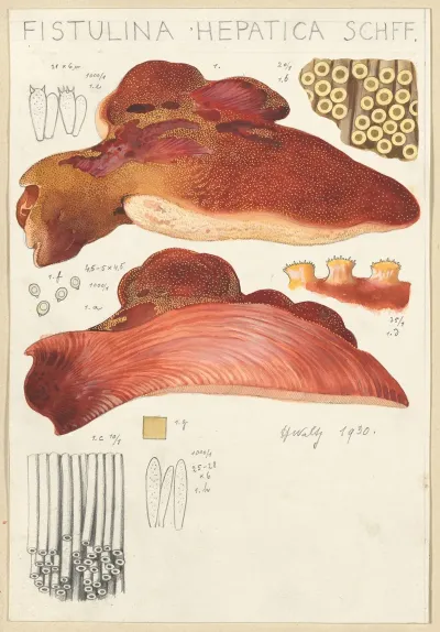 Fistulina Hepatica