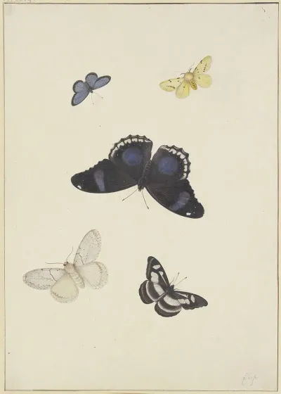 Five Butterflies 2