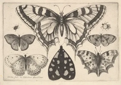 Five Butterflies A Moth And Two Beetles