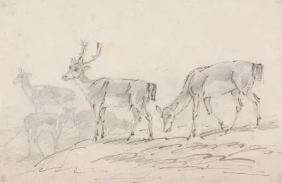 Five Deer
