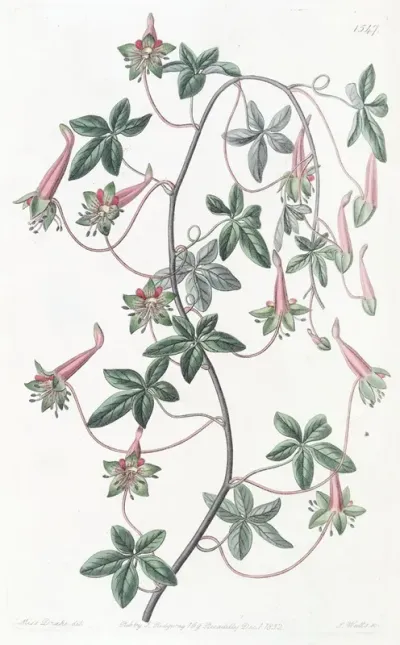 Five Leaved Tropaeolum