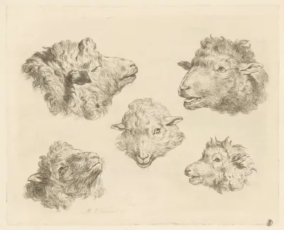 Five Sheep Heads