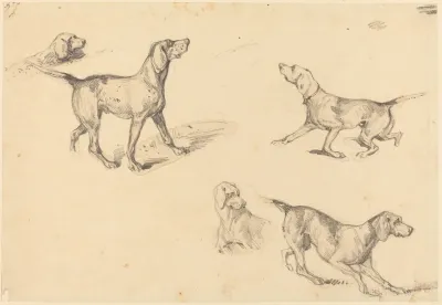 Five Studies Of A French Pointer