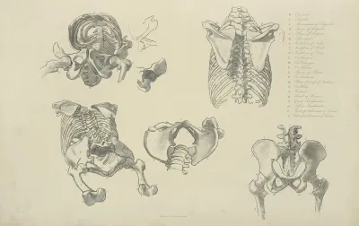 Five Views Of Bones Of Ribcage And Pelvis