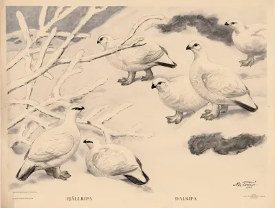 Fjallripa Dalripa
